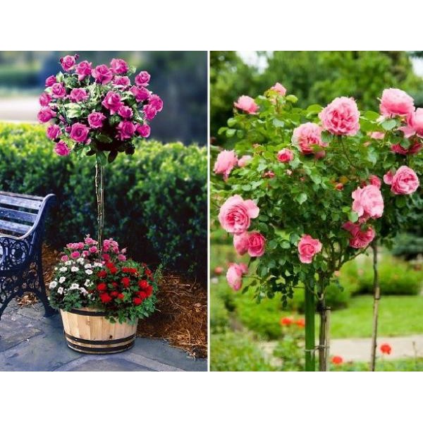 COMBO 5  GỐC HỒNG BỤI BÔNG TO CÁNH DÀY  TĂNG KÈM KÍCH RỄ