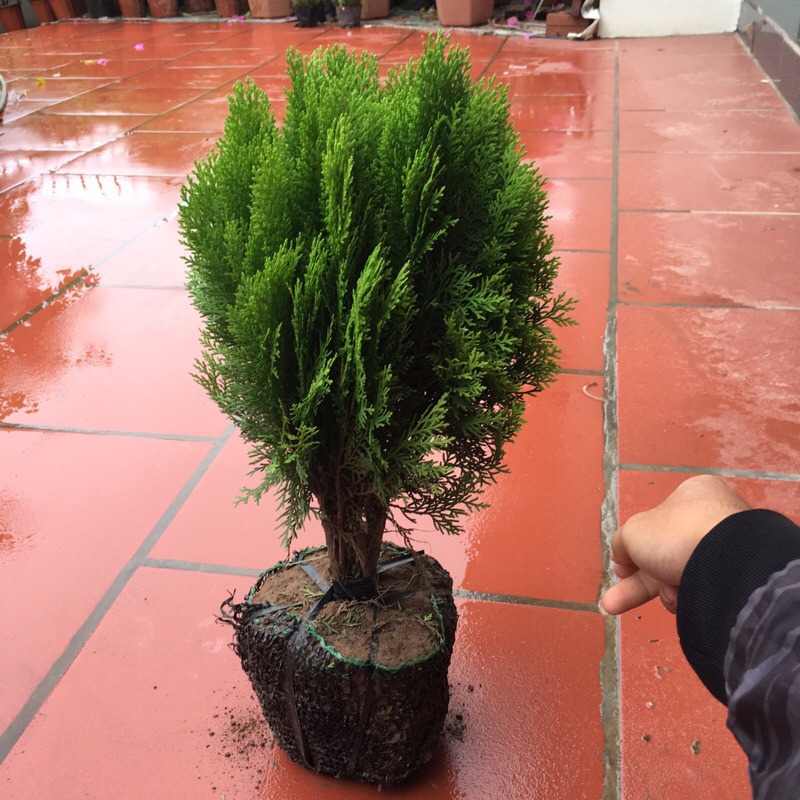 Cây trắc bách diệp
