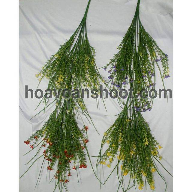 Cỏ điểm Hoa sam tai chuột
