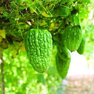 Hạt giống khổ qua trái tim - 5 hạt