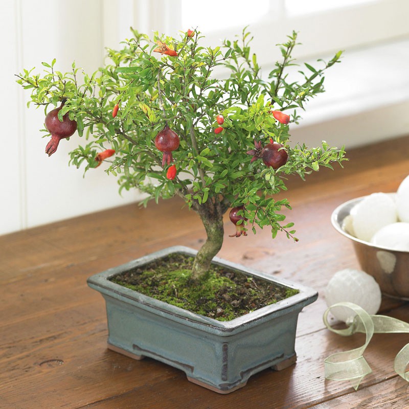 Hạt Giống Cây Lựu Lùn - 10 Hạt
