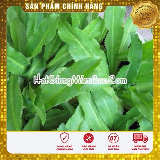 Hạt Giống Mùi Tàu(Ngò Gai) 5gr