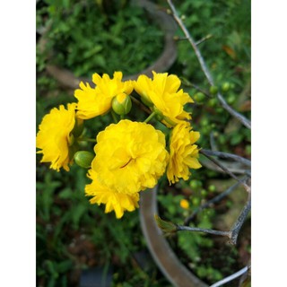 (1 cây) Cây mai cúc Quý phi Tống Quan - chuẩn giống