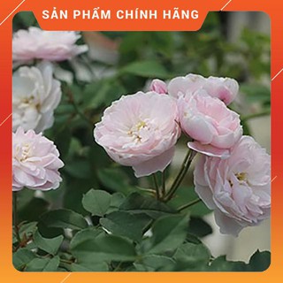 Cây hoa hồng leo phớt hồng hoa đẹp , cây khỏe, giá rẻ ,chất lượng tốt