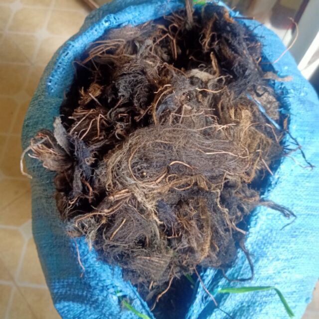 Rễ bèo tây - lục bình