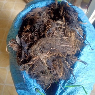 Rễ bèo tây - lục bình