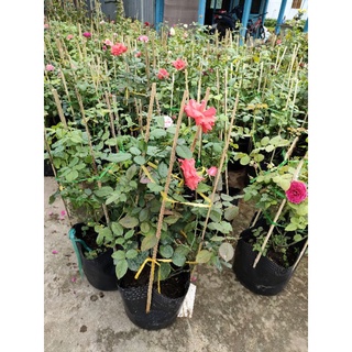 Hồng cổ tàu ( hồng bụi)
