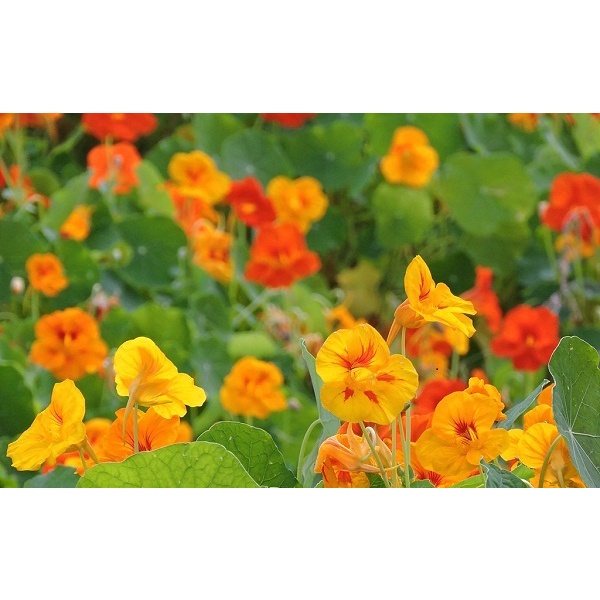 #Hạt giống sen cạn