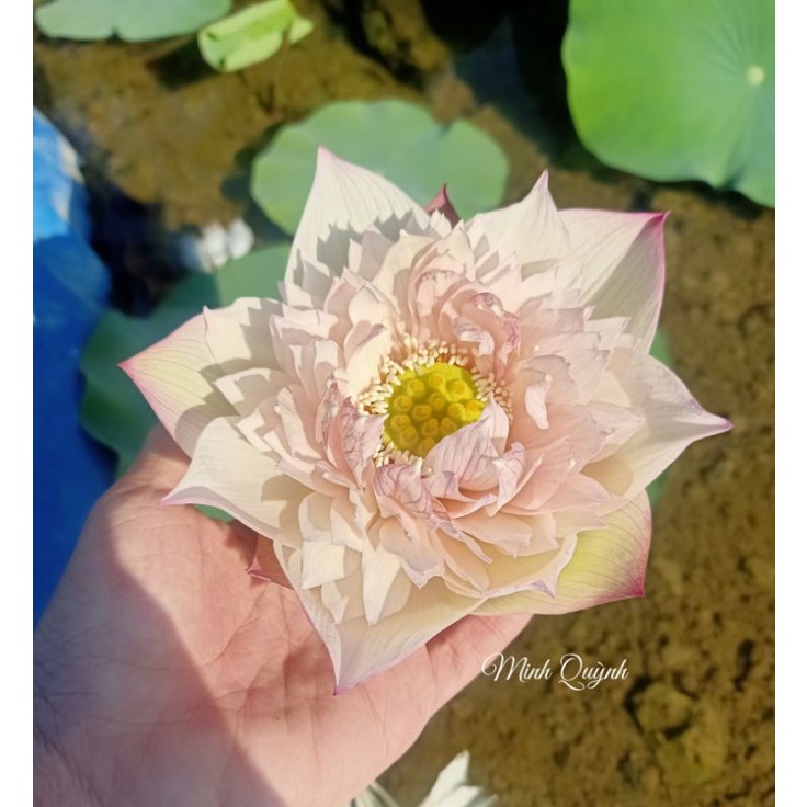 Củ sen Bloom and healthy (Trà sữa)