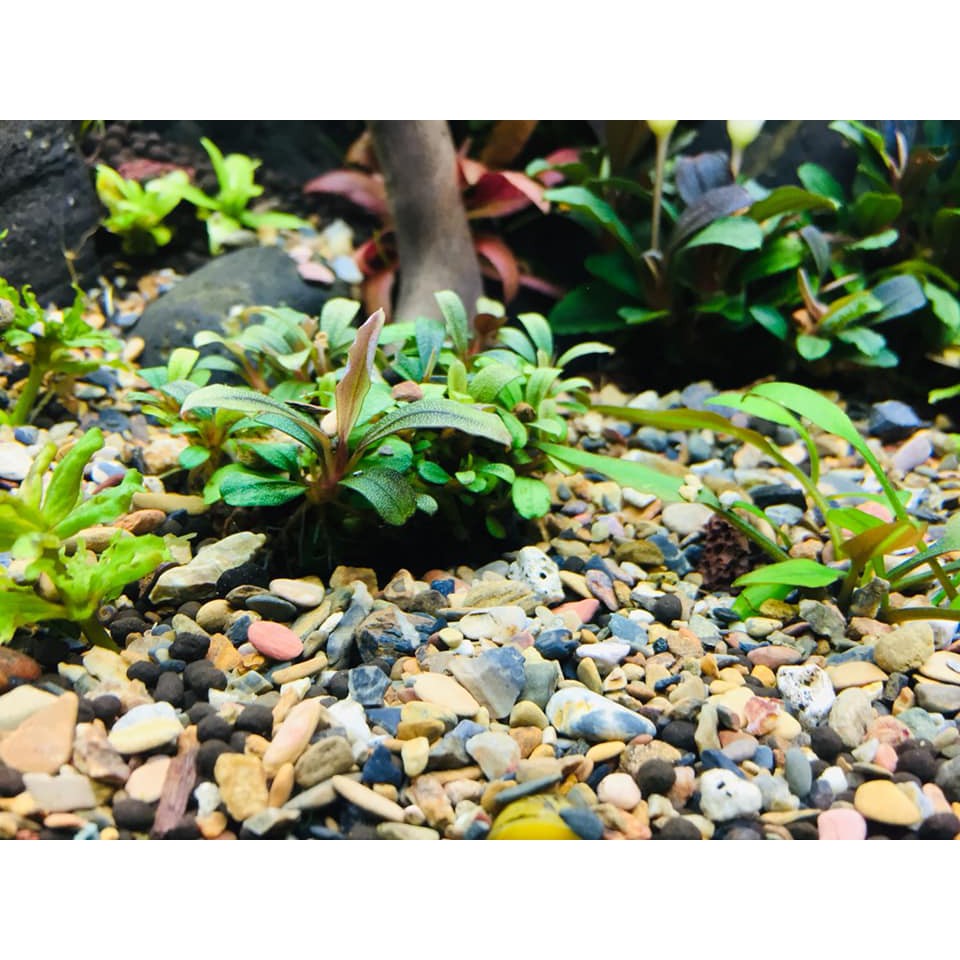 SỎI SUỐI CÁT SUỐI TỰ NHIÊN TRÃI NỀN HỒ TÔ CÁ TÉP BIOTOP BỊCH 2kg