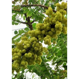 Cây chùm ruột chua cao 40cm
