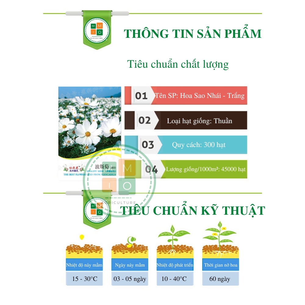 Hạt giống hoa sao nhái trắng cánh to - Siêu dễ trồng, hoa nở bốn mùa