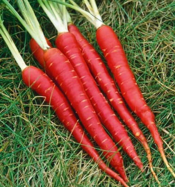 [ Hạt Giống Xanh ] (200-300 hạt) Hạt giống cà rốt đỏ Kioto NK Thái lan