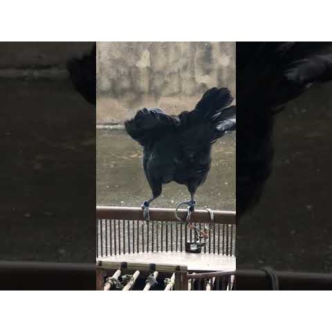 Dây Xích Chân Chim Đơn - Đôi Cho Chích Chòe, Chào Mào, Cu Gáy, Chim Khuyên,...Xích Thuần Chim Cảnh Chất Liệu Dù Bền Đẹp