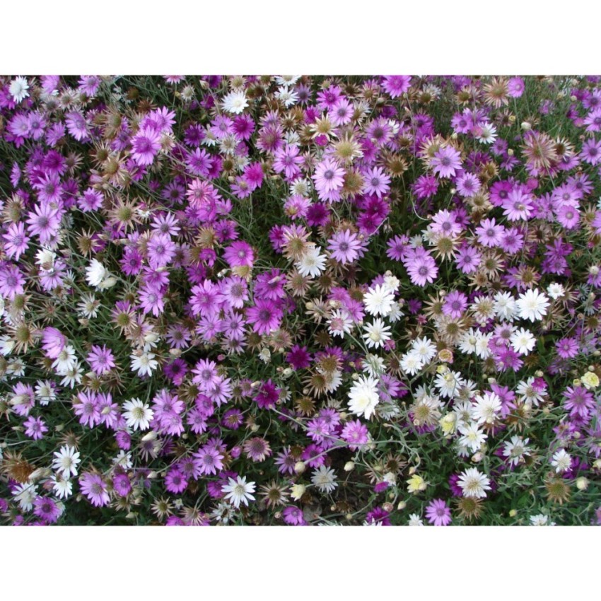 Bán buôn- Hạt giống cúc xeran mix gói 50 hạt xuất xứ Đức hàng đẹp, nhập khẩu.