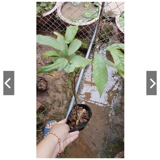 BẦU CÂY GIỐNG HOA DẺ THƠM
