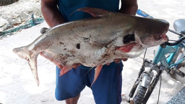 MỒI  CÁ LĂNG CÁ DA TRƠN SIÊU NHẠI 500G LOẠI 1