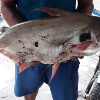 TINH MÙI CA TRA THAILAND MAYME
