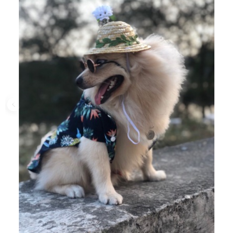 ÁO CHO CHÓ MÈO THỜI TRANG HAWAI -  LOVE PETS SHOP