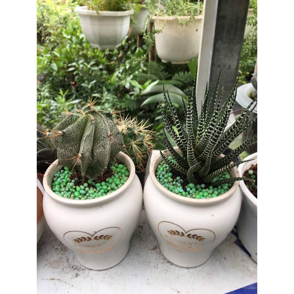 Phân tan chậm Rynan FM230 NPK 23-8-8+TE, cung cấp dinh dưỡng, dạng viên, lọ 150gr, cho cây cảnh - Hàng chính hãng