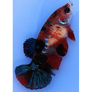 1 Cặp betta koi red galaxy ( 1 trống 1 Mái )