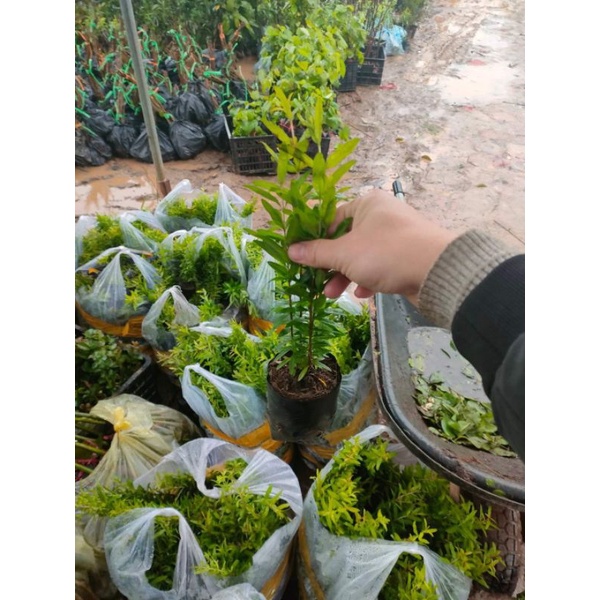 Cây giống Lựu Thái
