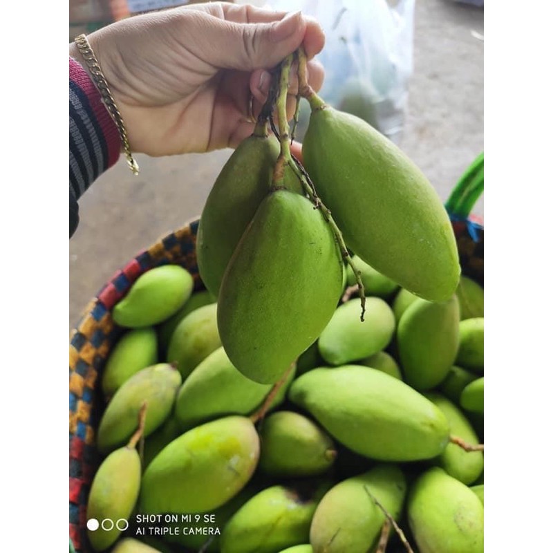 XOÀI BAO TỬ 1 Kg NƯỚC CHẤM XOÀI 500ml