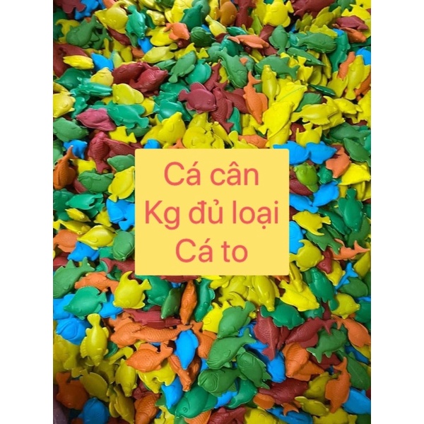 Cá cân kí đủ loại