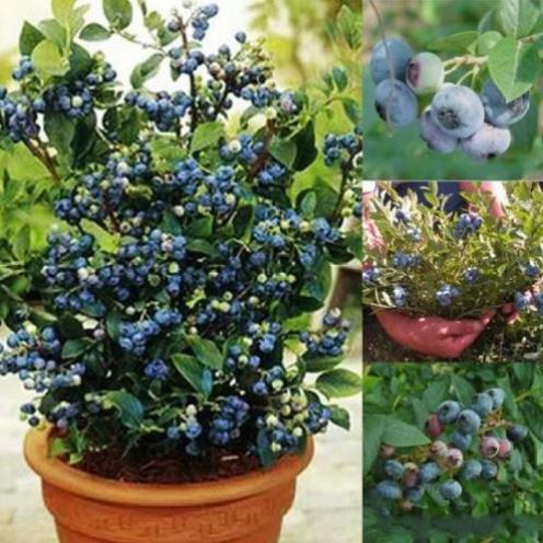 30 hạt giống việt quất trông bốn mùa quả ngọt