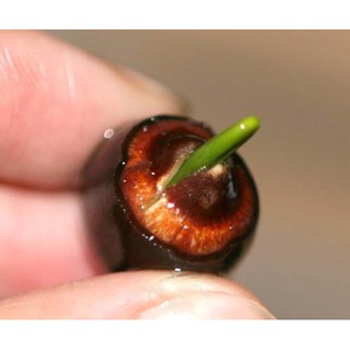 Hạt giống Sen Nhật mini (20 hạt - nhiều màu)