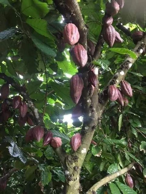 500gr Bột Ca Cao Organic ĐăkLăk loại 1 nguyên chất ( bột cacao)