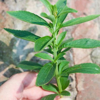 Hạt giống cỏ ngọt