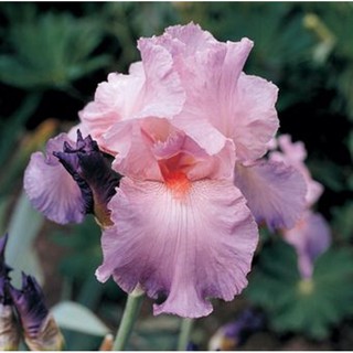 5 Hạt giống hoa Diên vĩ hồng