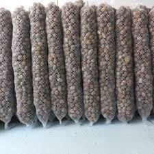 Phân Dê bón Lan, hoa hồng dài 20cm