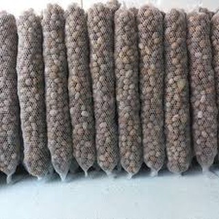 Phân Dê bón Lan, hoa hồng dài 20cm