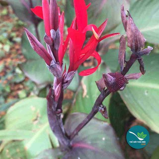 Cây Dong Riềng Đỏ Khô 1KG - TM162