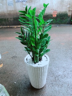 Chậu Kim Tiền Size Đại