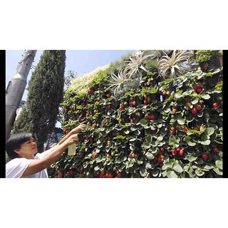 Bộ trồng cây treo tường