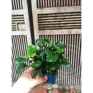 Cây thủy sinh - Ráy Lá Tròn