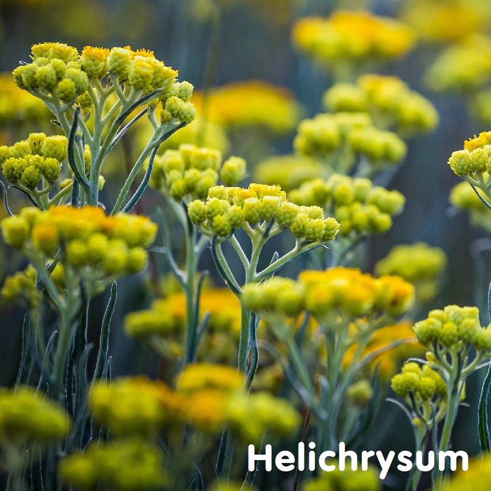 Tinh dầu Cúc bất tử Helichrysum Essential Oil (2 loại)