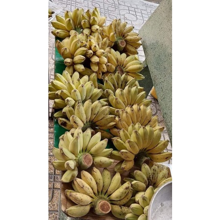 1500g chuối sáp bến tre chưa luộc