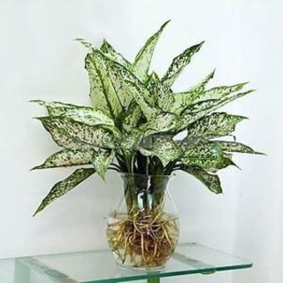 Cây ngọc ngân thuỷ sinh kèm lọ