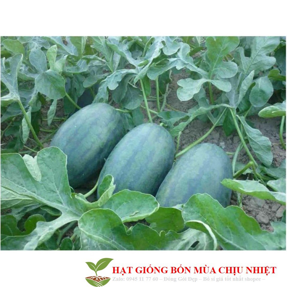 GÓI 10 HẠT GIỐNG DƯA HẤU HẮC MĨ NHÂN KHUYẾN MẠI TẾT ĐÔNG GIÁ SHOP MỚI
