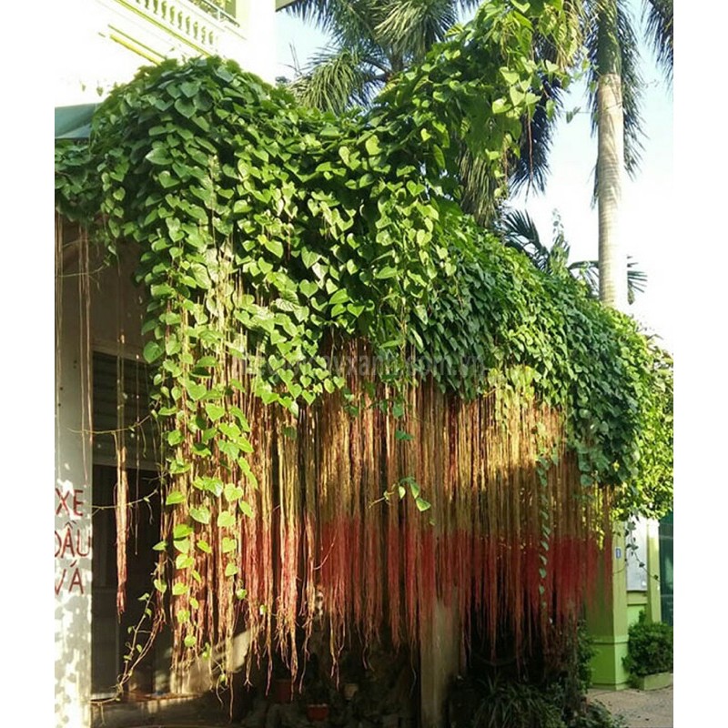 Cây giống dây tơ hồng