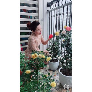 [Giá sỉ]Chế phẩm vi sinh từ đậu tương P-GRO