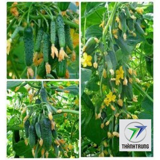 Gói 30 hạt giống dưa chuột bao tử thanh trung