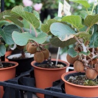 Hạt Giống Cây Kiwi
