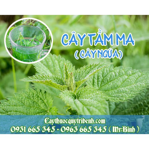 Cây Tầm Ma  khô 1KG_120k - Dược Liệu Thanh Bình