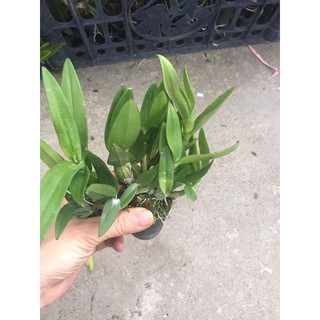 Hoa phong lan denro mini yaya
