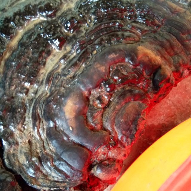 5kg nấm linh chi rừng